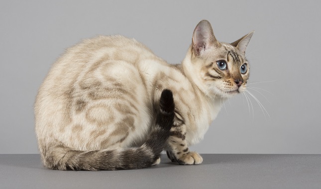 Snow Lynx Bengal Cat