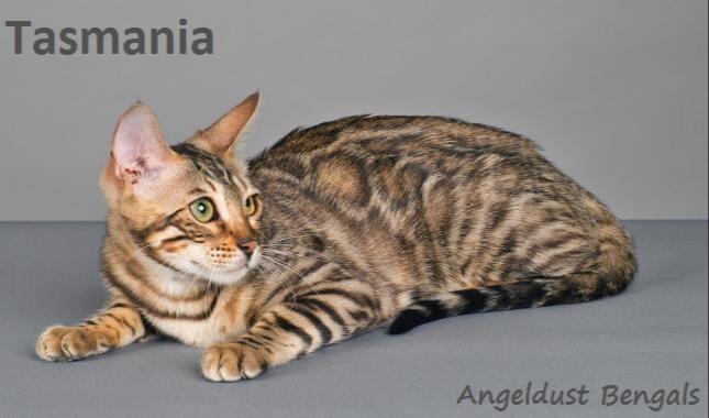 Our breeding bengal cat - Tasmania