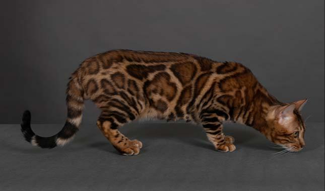 Breeding Bengal cat - Velvet - Profile photo #2