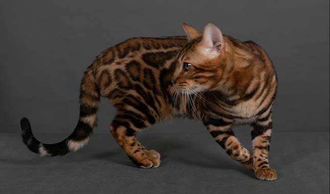 Breeding Bengal cat - Velvet - Profile photo #3