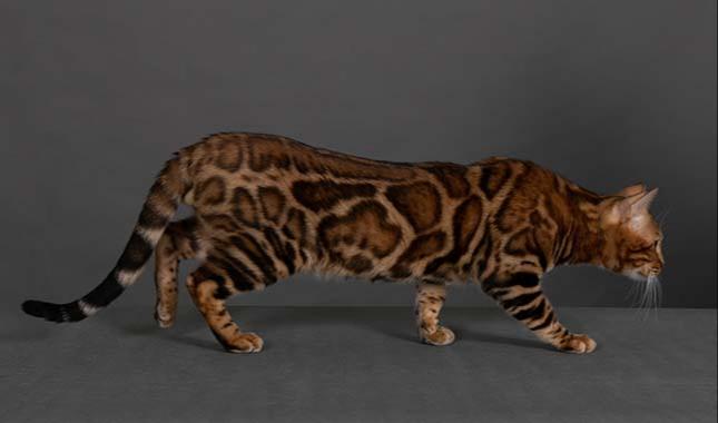 Breeding Bengal cat - Velvet - Profile photo #4