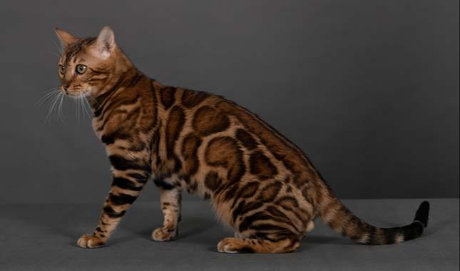 Breeding Bengal cat - Velvet - Profile photo #5