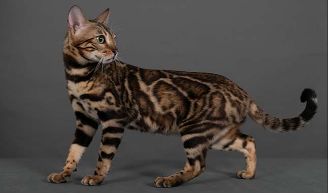 Breeding Bengal cat - Ruby - Profile photo #2