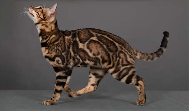 Breeding Bengal cat - Ruby - Profile photo #3