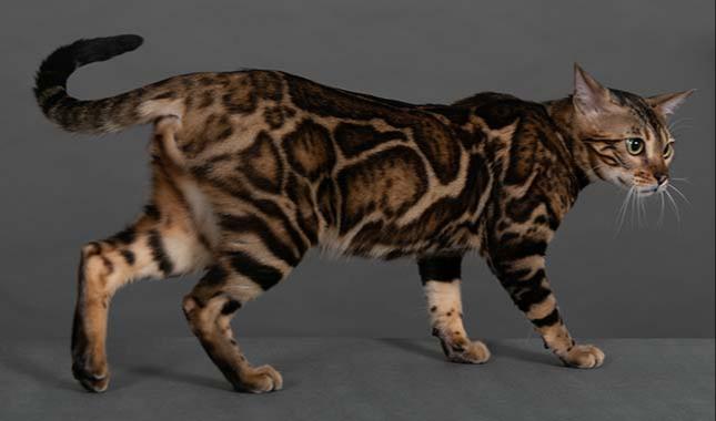 Breeding Bengal cat - Ruby - Profile photo #4
