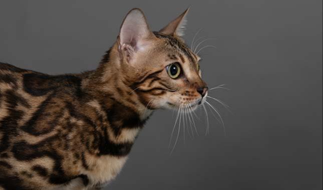 Breeding Bengal cat - Ruby - Profile photo #5