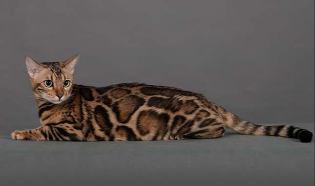 Breeding Bengal cat - Tanzanite - Profile photo #2