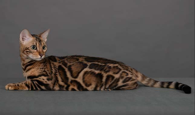 Breeding Bengal cat - Tanzanite - Profile photo #3