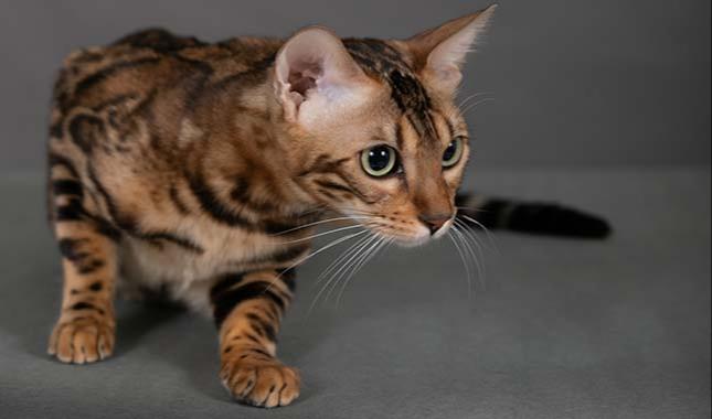 Breeding Bengal cat - Tanzanite - Profile photo #4