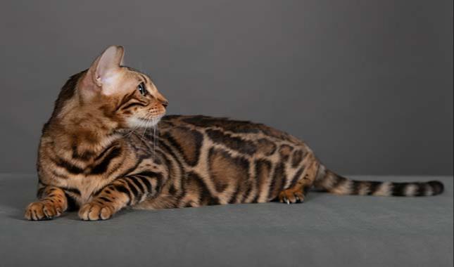 Breeding Bengal cat - Tanzanite - Profile photo #5