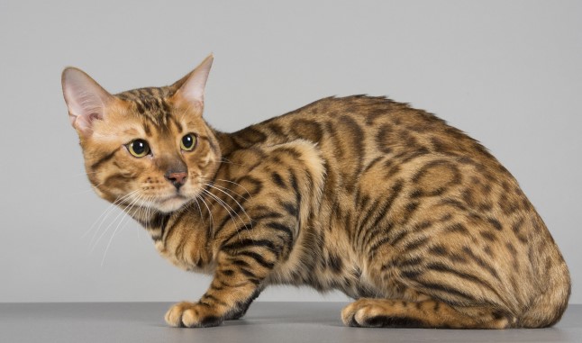 Breeding Bengal cat - Firestar - Profile photo #5