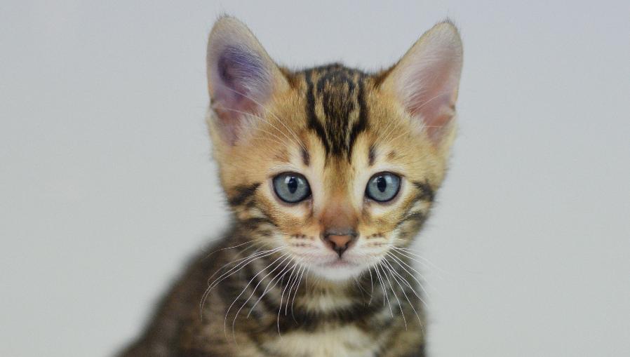 bengal kitten for sale - Girl #1