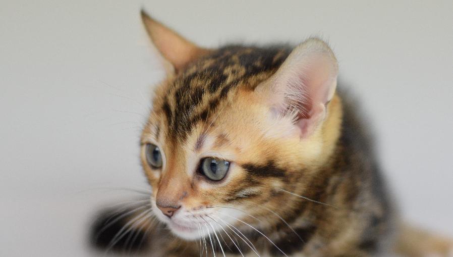 bengal kitten for sale - Girl #2
