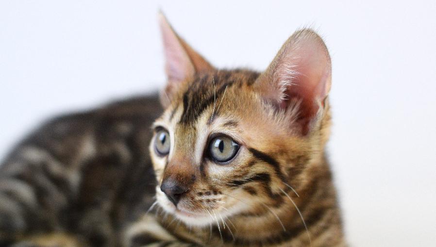 bengal kitten for sale - Girl #1