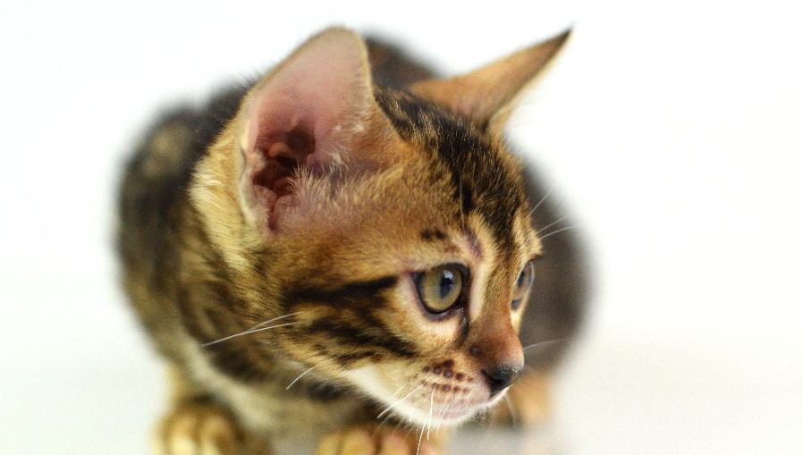 bengal kitten for sale - Girl #2