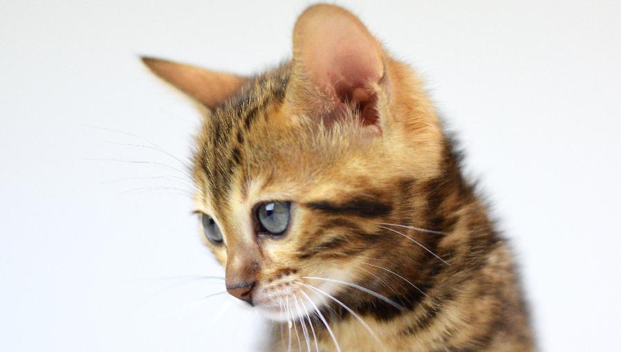 bengal kitten for sale - Girl #3