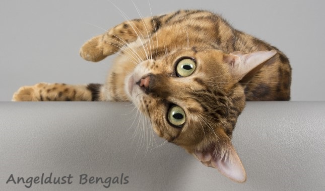 bengal cat - Banshee
