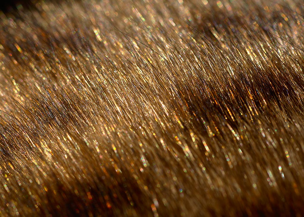 Bengal Brown Glitter Coat
