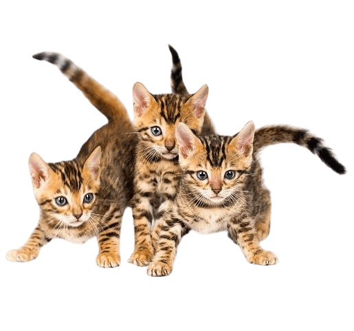 Image of Bengal Kittens