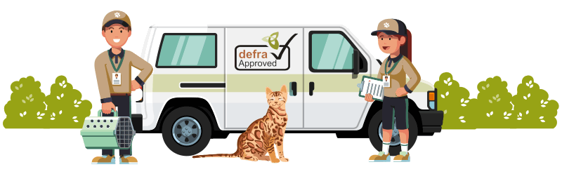 Bengal Cat Courier for Delivery Worldwide