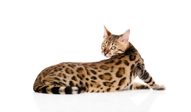 Spotted Bengal Cat